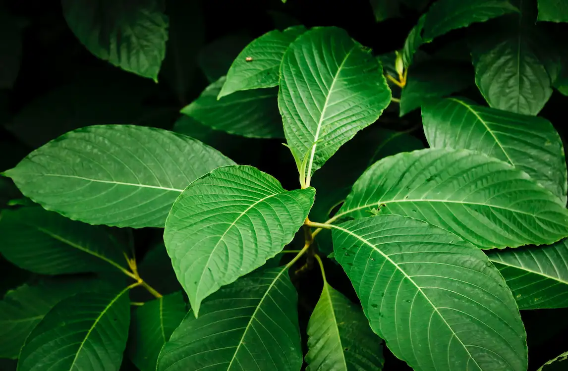 Why Traditional Thai Kratom Tea Is Making a Comeback