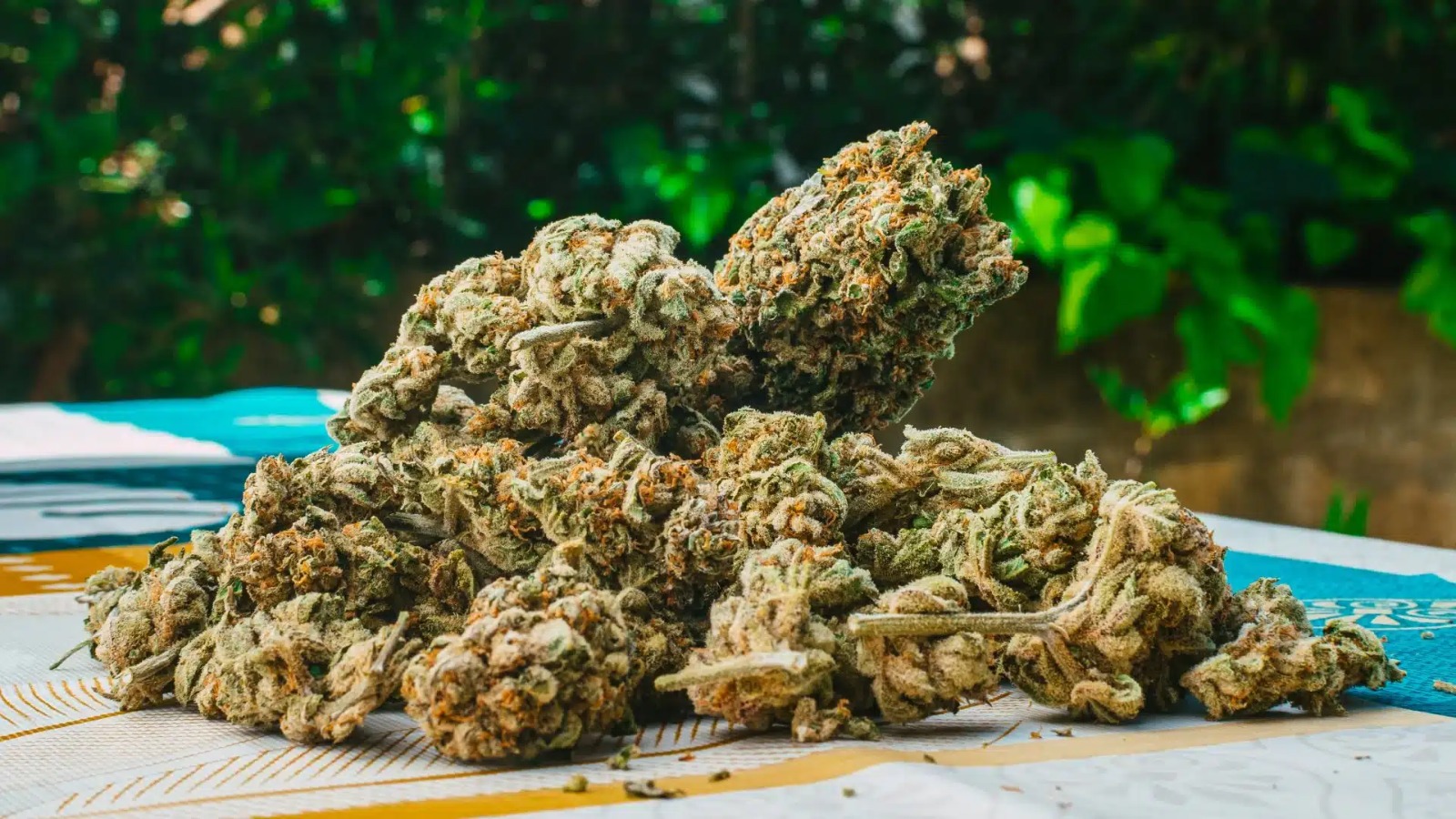 Jealousy Strain – Fresh and High-Quality Cannabis at Bud Cargo