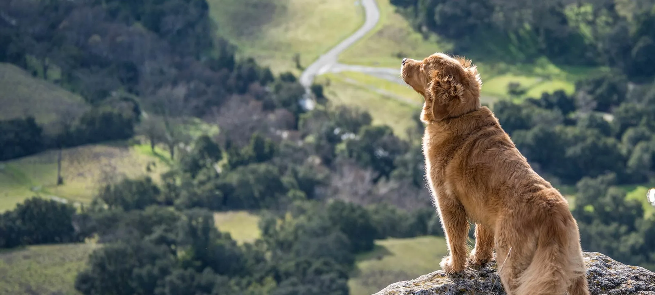 UK-Wide Pet Certificates Made Easy with Vet Home Certs