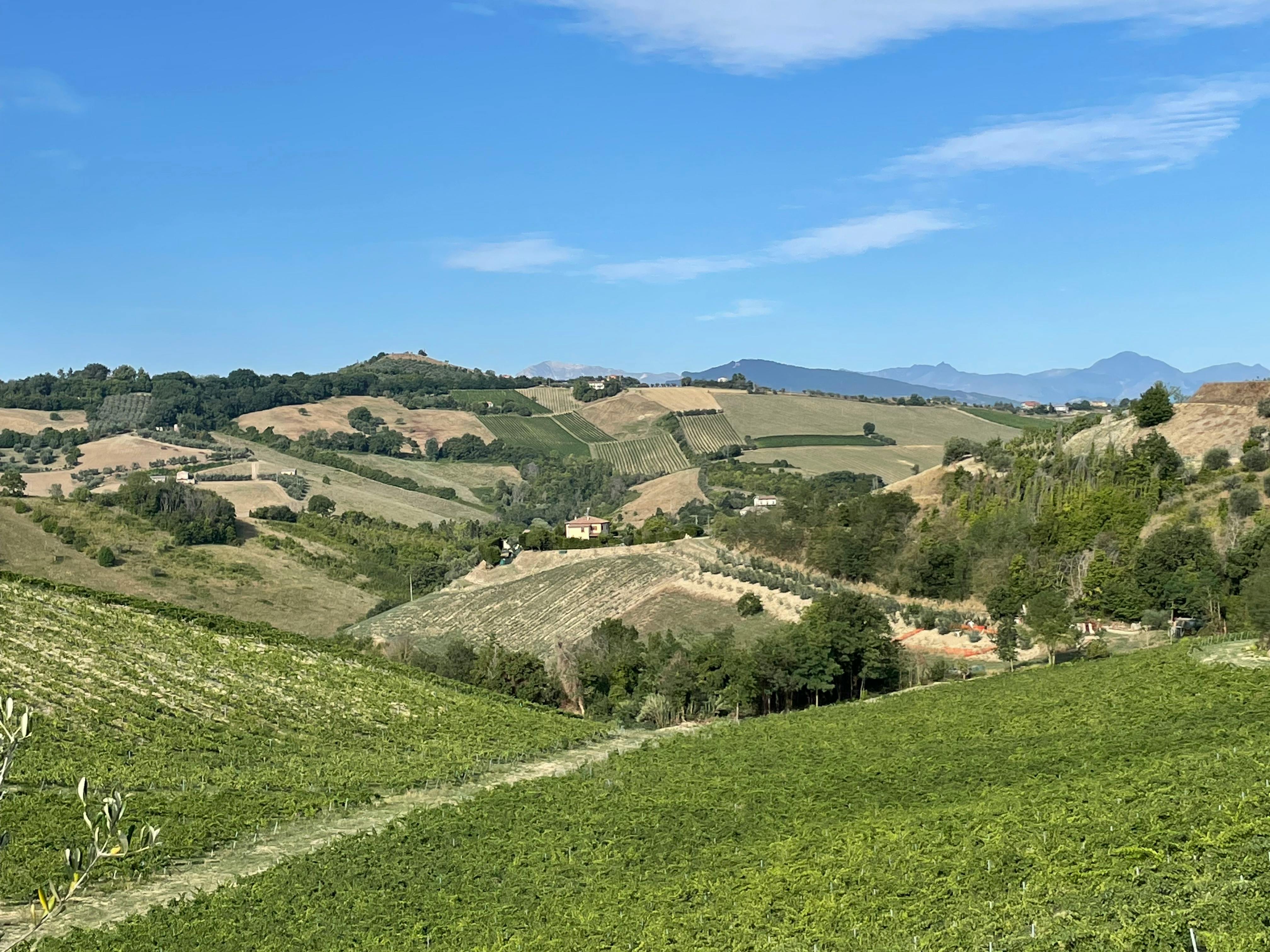 Sacramento Wineries That Offer Exclusive Wine Experiences