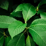 Why Traditional Thai Kratom Tea Is Making a Comeback