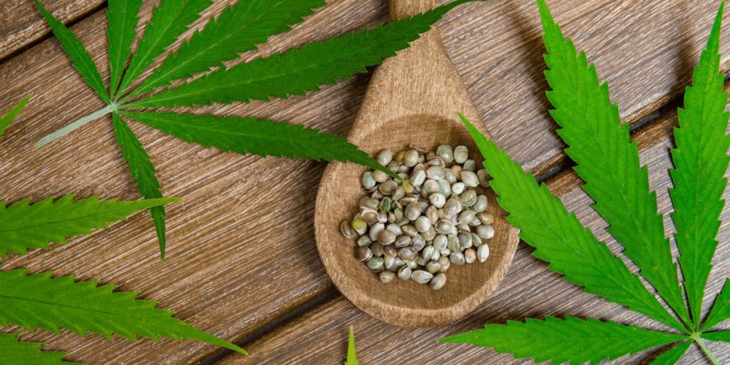 Clubs Cannabis Madrid: Discover Exclusive Marijuana Madrid Venues