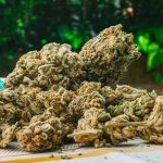 Jealousy Strain – Fresh and High-Quality Cannabis at Bud Cargo