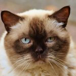 Well-Socialized Maine Coon Kittens for Sale Bay Area and Beyond