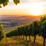 Beautiful view of clarksburg wineries with ripe grapevines in a tranquil sunset.