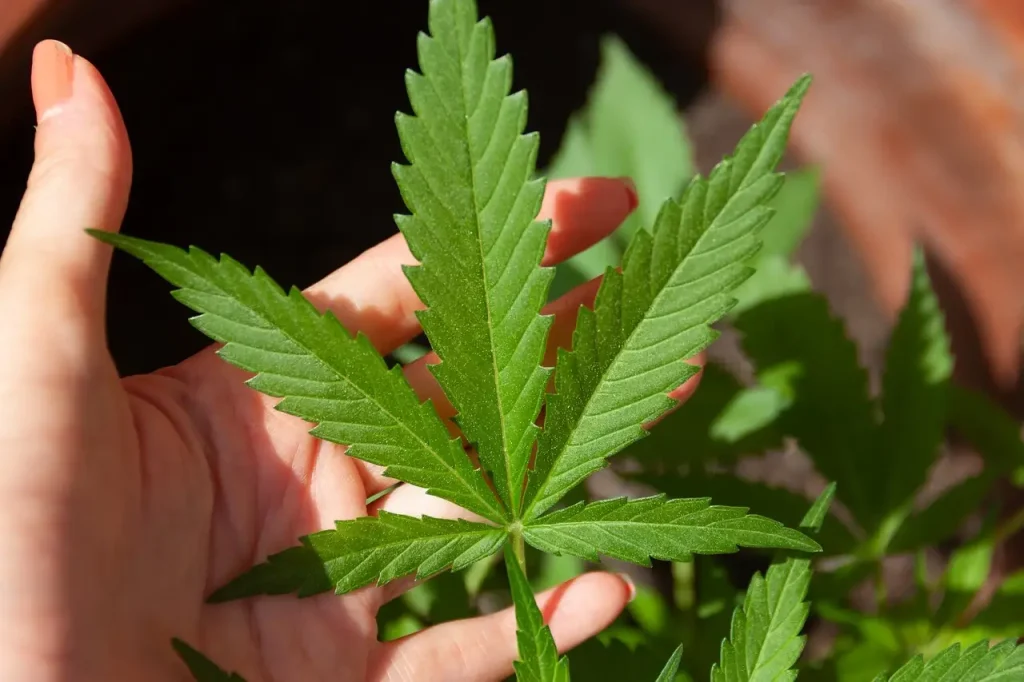 Bluetenbande | Dein Cannabis-Verein in Hamburg