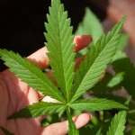 Bluetenbande | Dein Cannabis-Verein in Hamburg