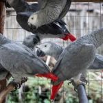 Exotic Birds – Customer Satisfaction Amazing Birds Farm